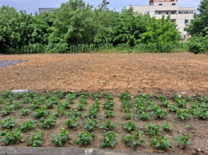충남 당진시 읍내동 답 경매 물건 사진 4 · 2025타경501