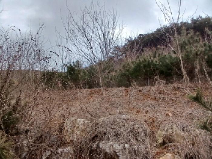 충남 당진시 고대면 임야 경매 물건 사진 2 · 2025타경50365