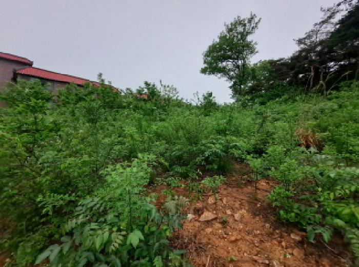 충남 당진시 송악읍 임야 경매 물건 사진 2 · 2025타경51316