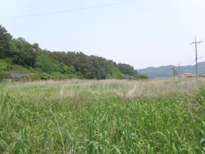 충남 태안군 근흥면 전답 경매 물건 사진 4 · 2025타경51317