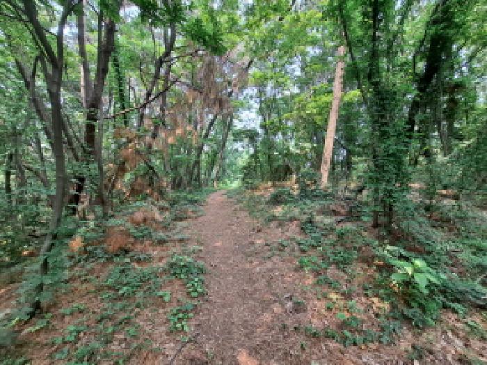 충남 당진시 면천면 임야 경매 물건 사진 4 · 2025타경51350