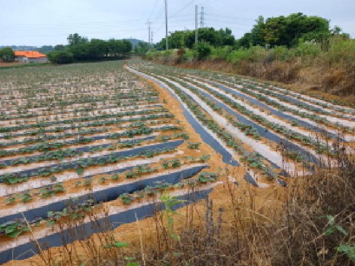 충남 당진시 석문면 대지,임야,전답 경매 물건 사진 2 · 2025타경51417