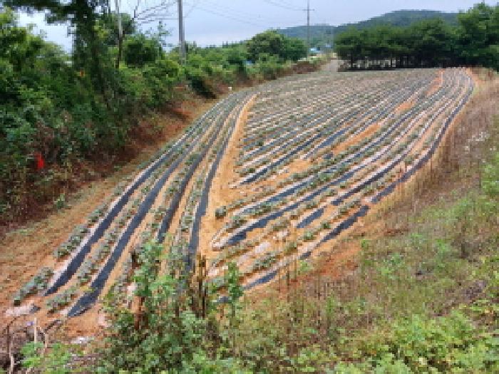 충남 당진시 석문면 대지,임야,전답 경매 물건 사진 4 · 2025타경51417