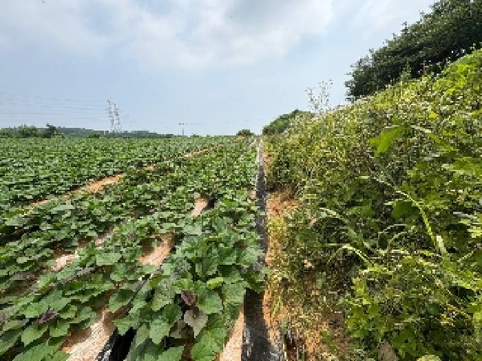 충남 당진시 송악읍 대지,임야,전답 경매 물건 사진 3 · 2025타경51422