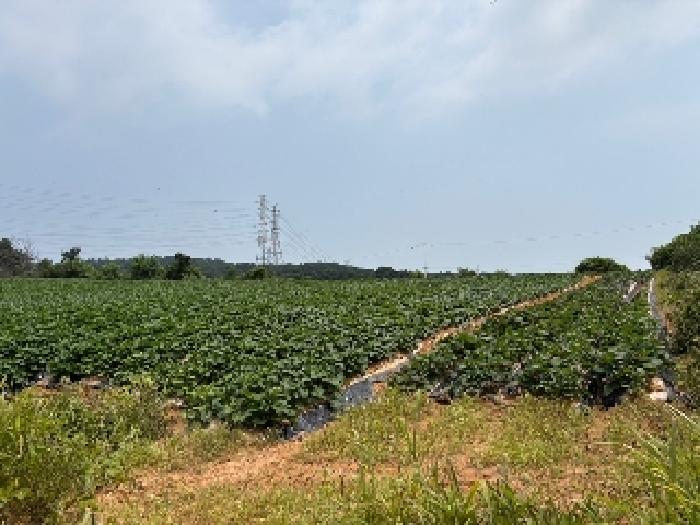 충남 당진시 송악읍 대지,임야,전답 경매 물건 사진 6 · 2025타경51422