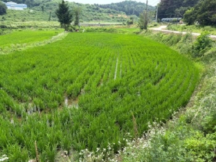 충남 당진시 송악읍 대지 경매 물건 사진 4 · 2025타경51423