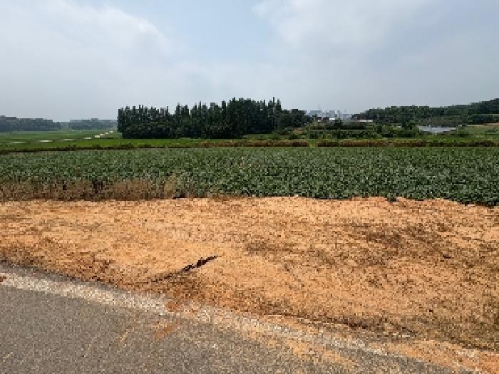 충남 당진시 송악읍 전답 경매 물건 사진 2 · 2025타경51424