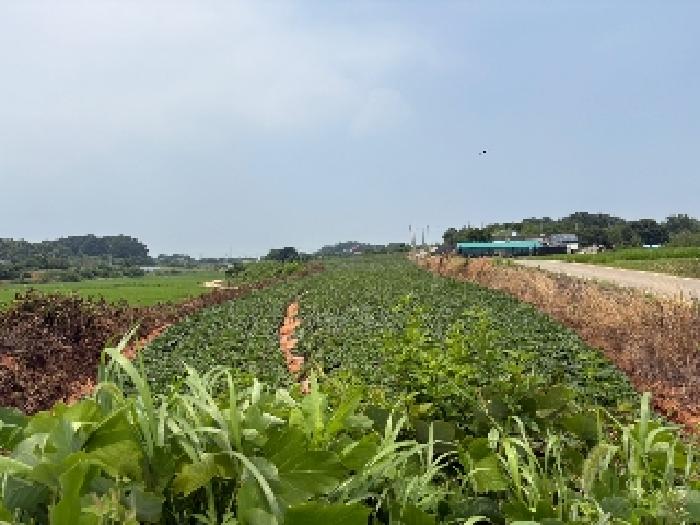 충남 당진시 송악읍 전답 경매 물건 사진 3 · 2025타경51424