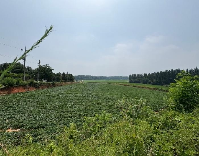 충남 당진시 송악읍 전답 경매 물건 사진 6 · 2025타경51424