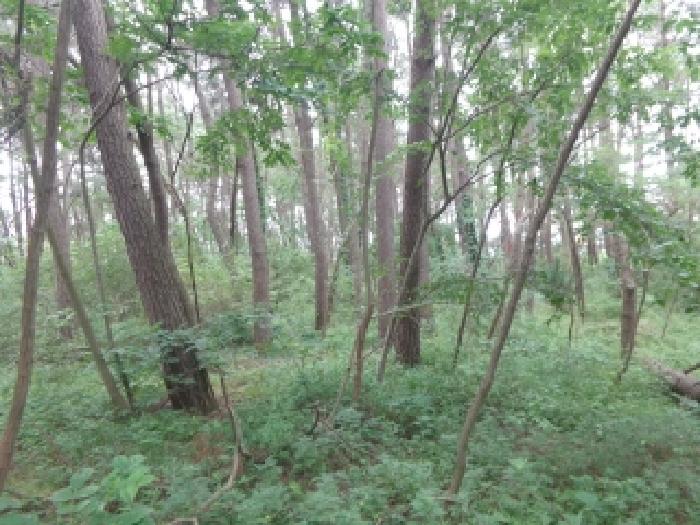 충남 태안군 안면읍 임야 경매 물건 사진 6 · 2025타경51430