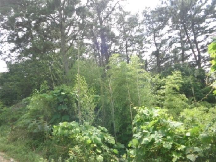 충남 서산시 팔봉면 임야 경매 물건 사진 4 · 2025타경51442