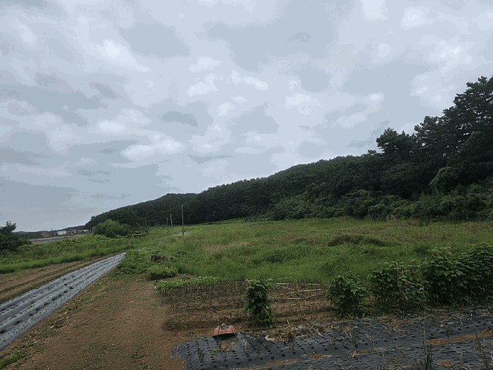 충남 태안군 근흥면 답 경매 물건 사진 6 · 2025타경51488