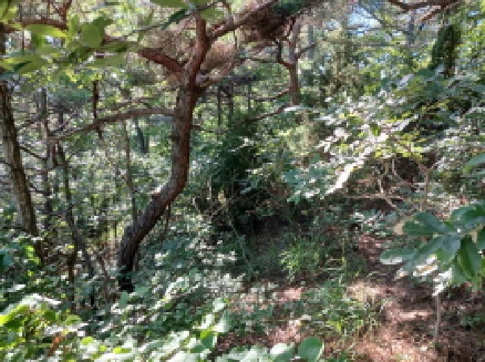충남 서산시 대산읍 임야 경매 물건 사진 2 · 2025타경51521