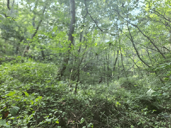 충남 태안군 이원면 임야 경매 물건 사진 5 · 2025타경51541