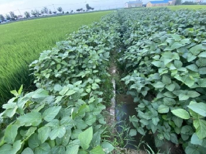 충남 당진시 합덕읍 답 경매 물건 사진