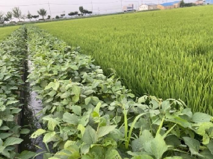 충남 당진시 합덕읍 답 경매 물건 사진 2 · 2025타경51550