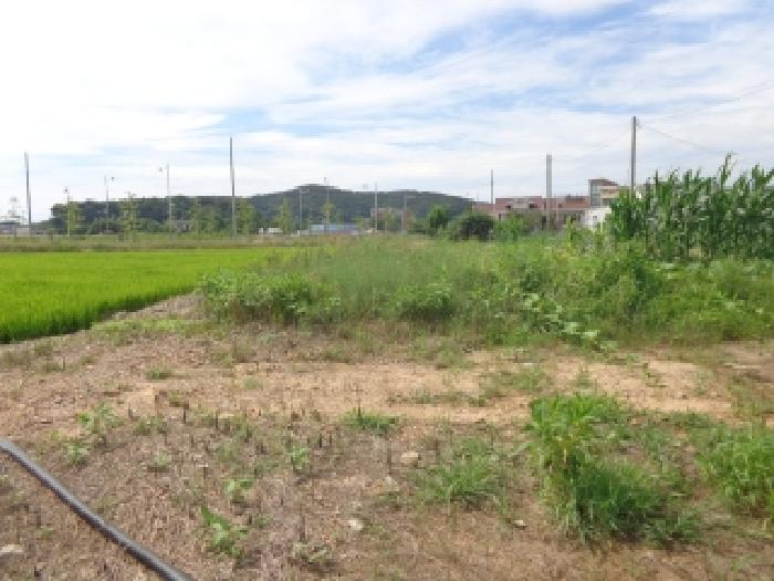 충남 태안군 안면읍 대지 경매 물건 사진 4 · 2025타경51551