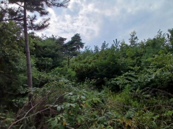 충남 서산시 대산읍 대지,임야,전답 경매 물건 사진