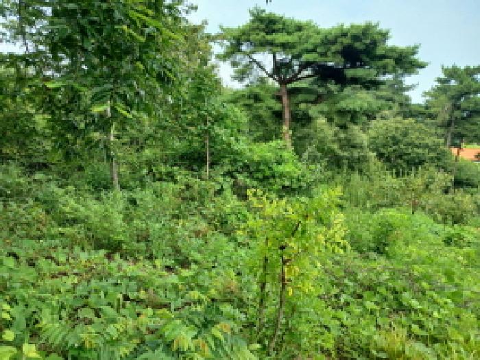 충남 서산시 대산읍 대지,임야,전답 경매 물건 사진 3 · 2025타경51563