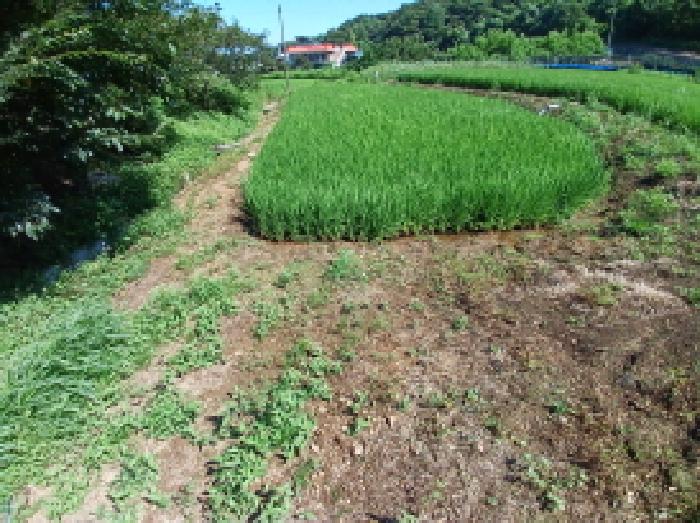 충남 서산시 지곡면 전답 경매 물건 사진