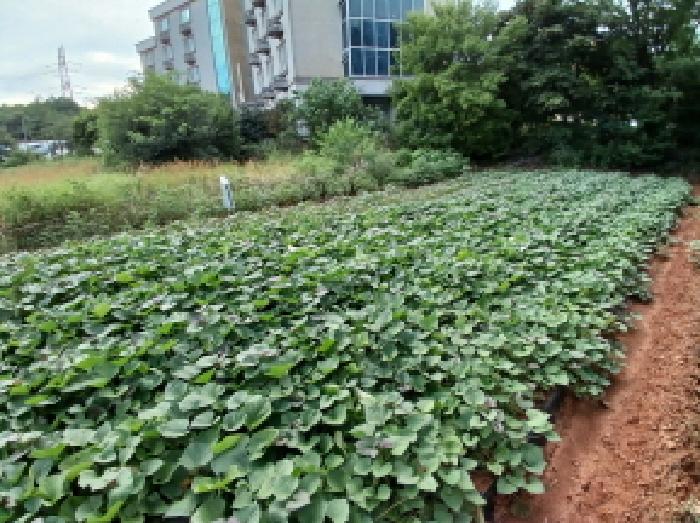 충남 당진시 석문면 답 경매 물건 사진 2 · 2025타경51575