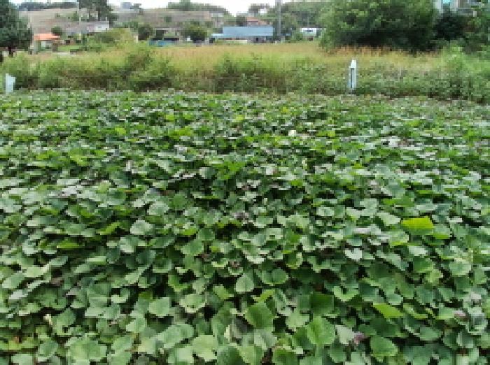 충남 당진시 석문면 답 경매 물건 사진 6 · 2025타경51575