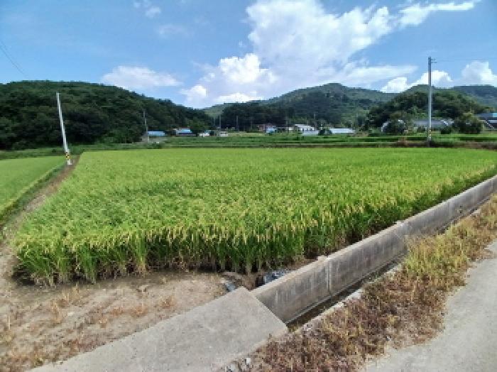 충남 당진시 대호지면 전답 경매 물건 사진 3 · 2025타경51579