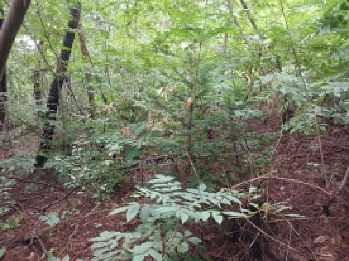 충남 서산시 대산읍 임야 경매 물건 사진 2 · 2025타경51592