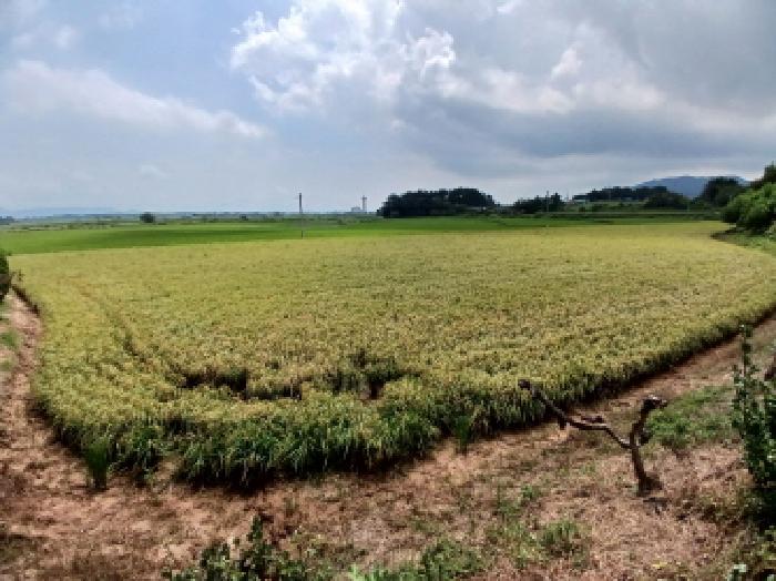 충남 서산시 양대동 대지 경매 물건 사진 5 · 2025타경51646