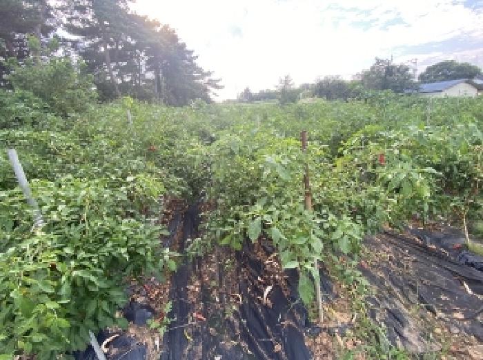 충남 당진시 송악읍 임야 경매 물건 사진 6 · 2025타경51659
