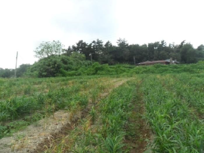 충남 서산시 부석면 전답 경매 물건 사진 5 · 2025타경51676