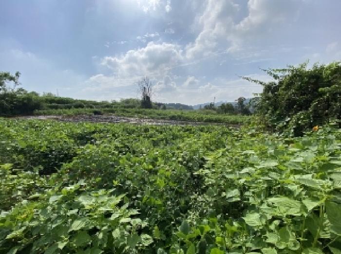 충남 당진시 면천면 전답 경매 물건 사진 4 · 2025타경51705