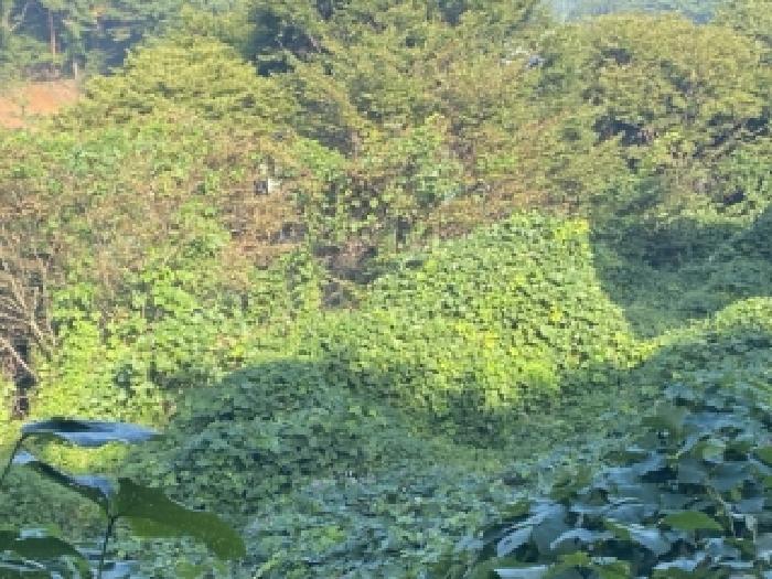 충남 당진시 면천면 임야 경매 물건 사진 3 · 2025타경51709