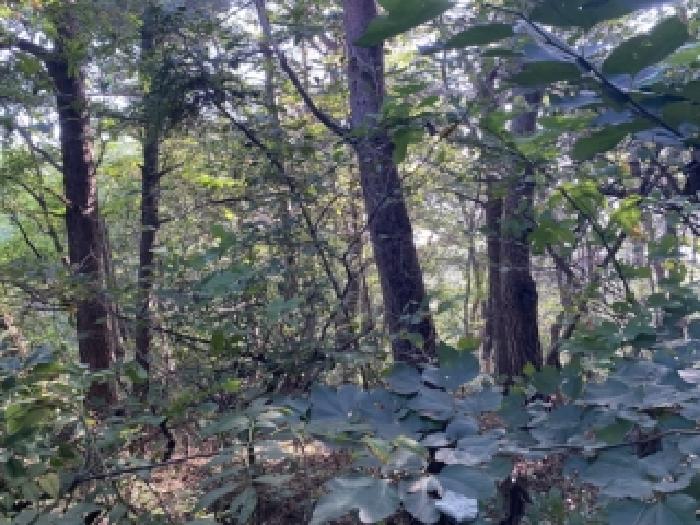 충남 당진시 면천면 임야 경매 물건 사진 6 · 2025타경51709