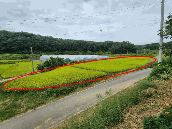 충남 당진시 송악읍 답 경매 물건 사진 5 · 2025타경51732