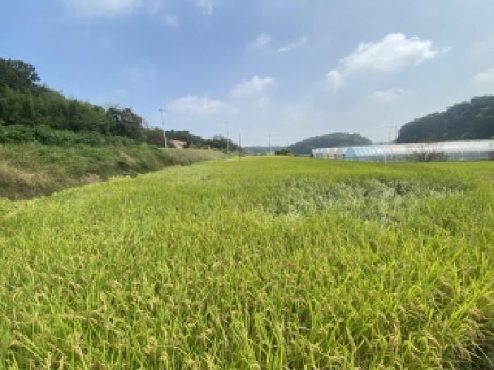 충남 당진시 송악읍 답 경매 물건 사진
