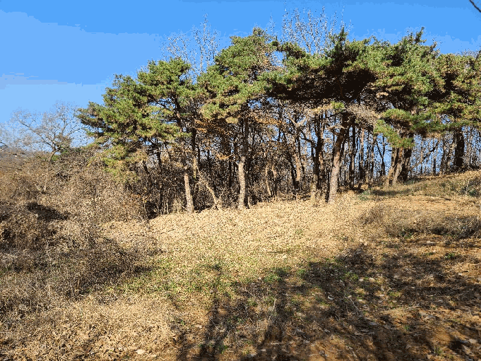 충남 당진시 면천면 임야 경매 물건 사진 5 · 2025타경51963