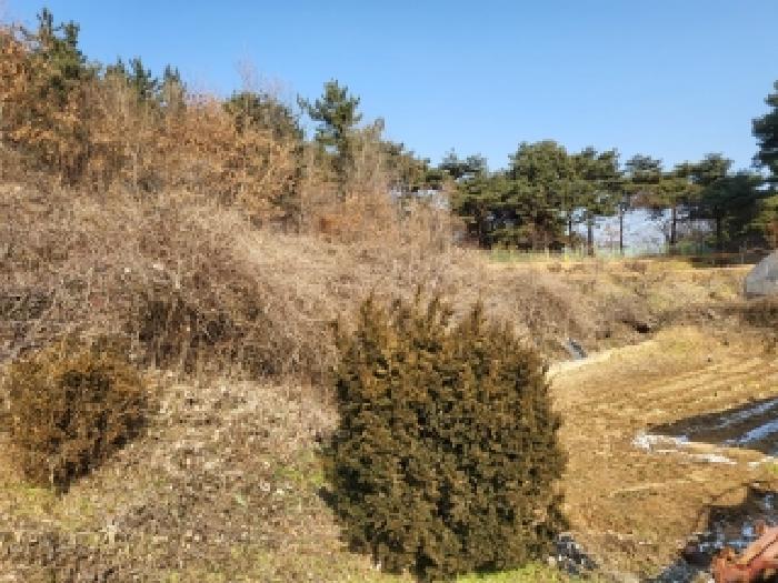 충남 당진시 면천면 대지,임야,전답 경매 물건 사진