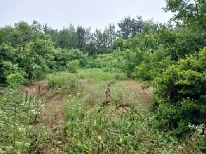 충남 서산시 해미면 임야 경매 물건 사진 4 · 2025타경630