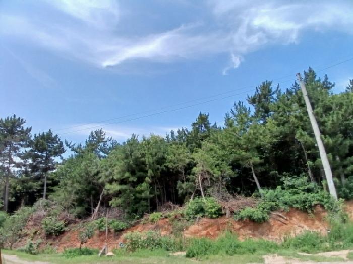 충남 서산시 대산읍 임야 경매 물건 사진