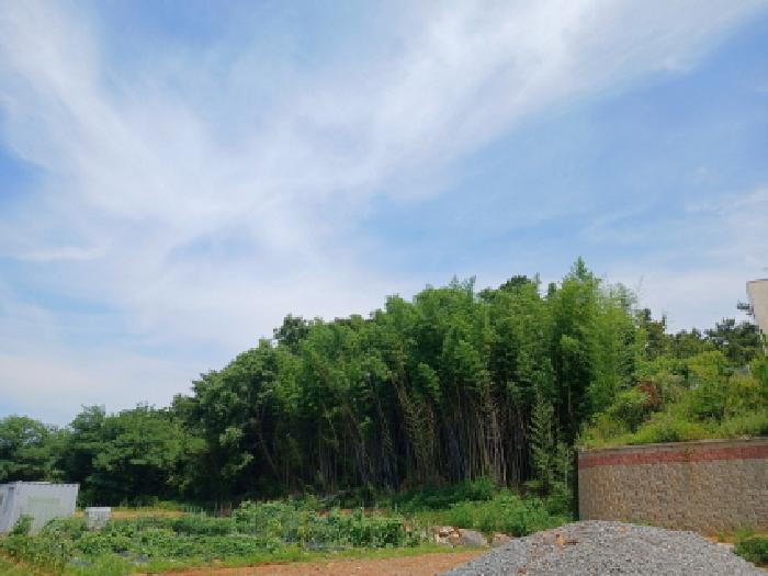 충남 서산시 대산읍 임야 경매 물건 사진 2 · 2025타경667