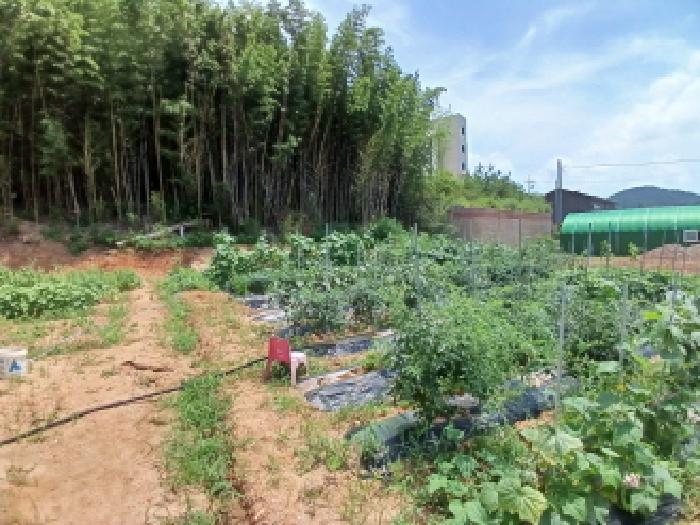 충남 서산시 대산읍 임야 경매 물건 사진 5 · 2025타경667