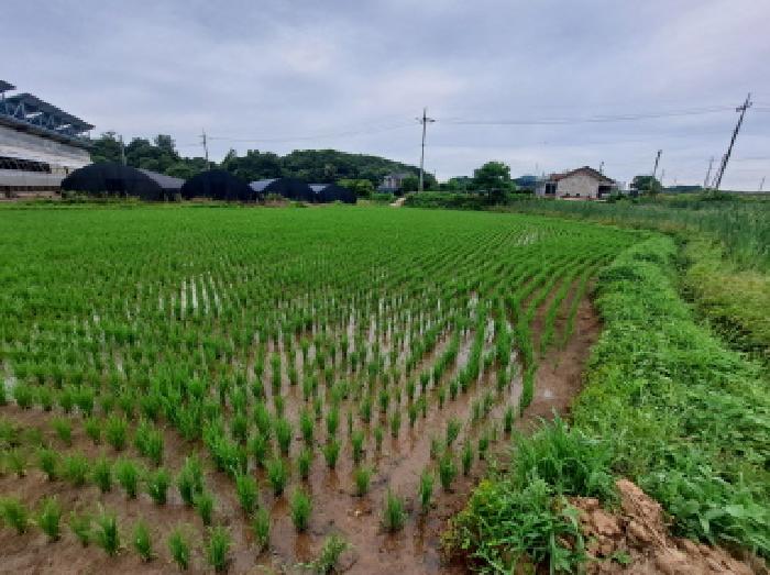 충남 당진시 송악읍 전답 경매 물건 사진 5 · 2025타경672