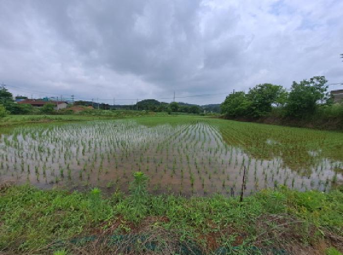 충남 당진시 송악읍 전답 경매 물건 사진 5 · 2025타경678