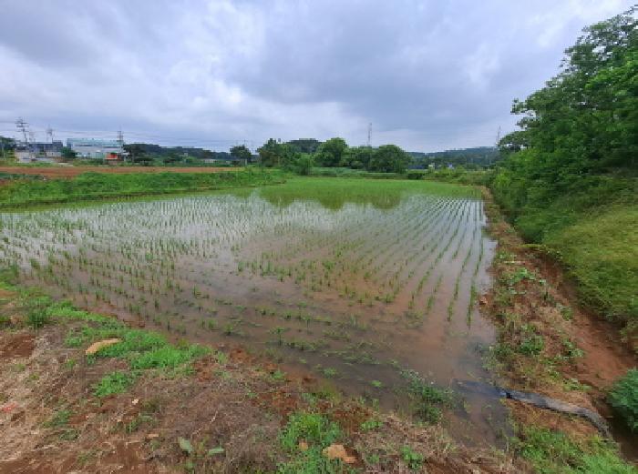 충남 당진시 송악읍 전답 경매 물건 사진 6 · 2025타경678
