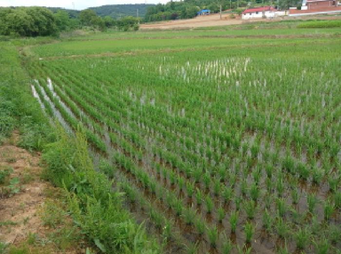 충남 서산시 대산읍 답 경매 물건 사진