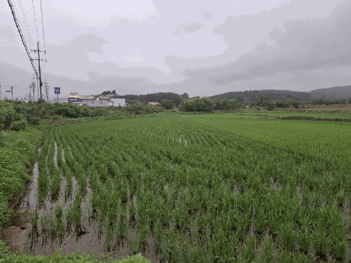 충남 서산시 대산읍 답 경매 물건 사진 4 · 2025타경685