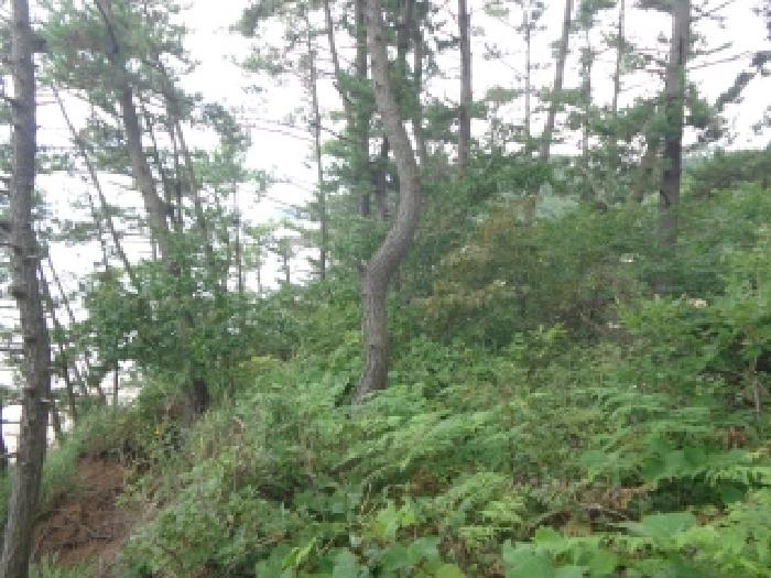 충남 태안군 이원면 임야 경매 물건 사진 6 · 2025타경750