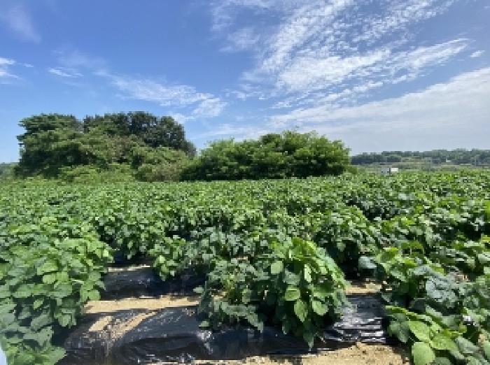 충남 당진시 송악읍 대지,임야,전답 경매 물건 사진 3 · 2025타경757