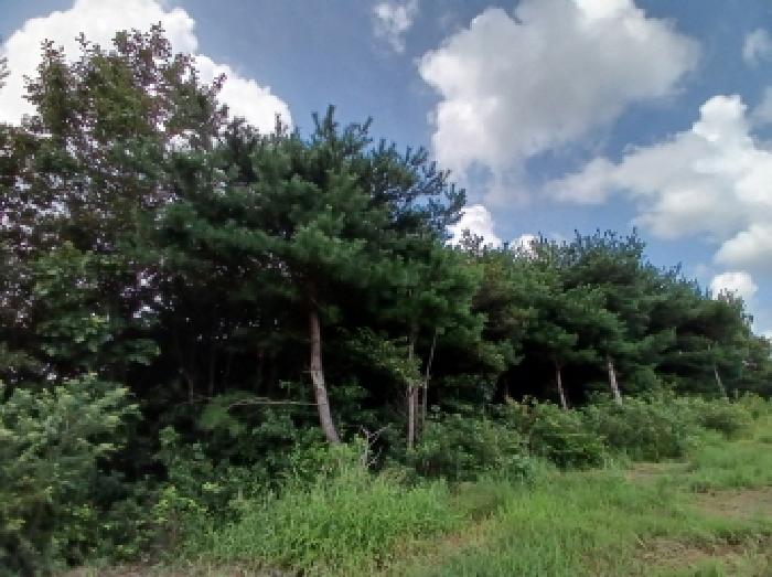 충남 당진시 대호지면 임야 경매 물건 사진 4 · 2025타경779